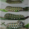 pap mach larva5 volg